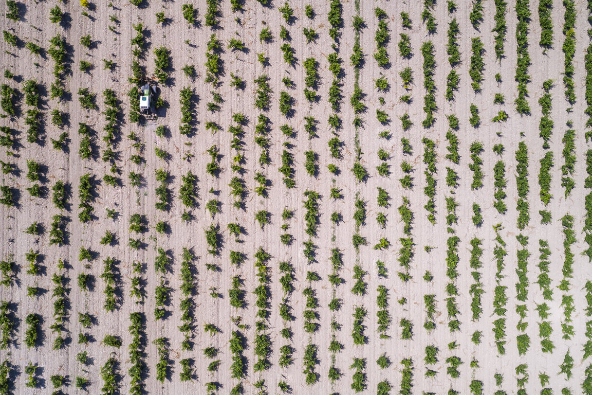 TVS_Viñedos_Julio_02