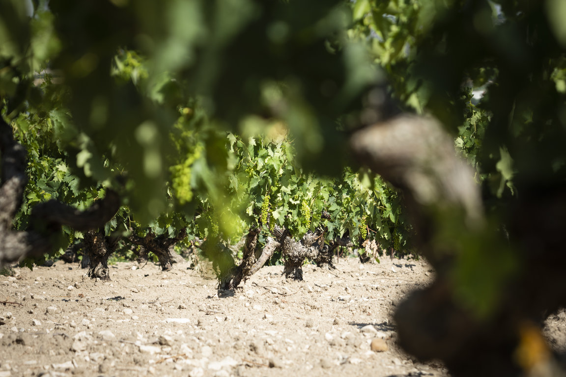 TVS_Viñedos_Julio_06