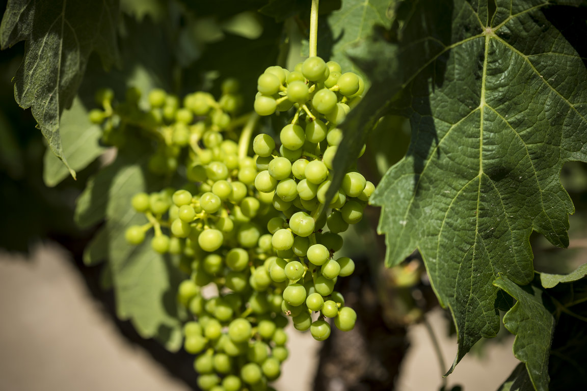 TVS_Viñedos_Julio_09