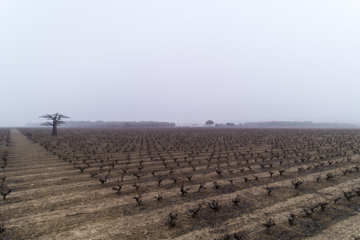 TVSViñedosEnero_03