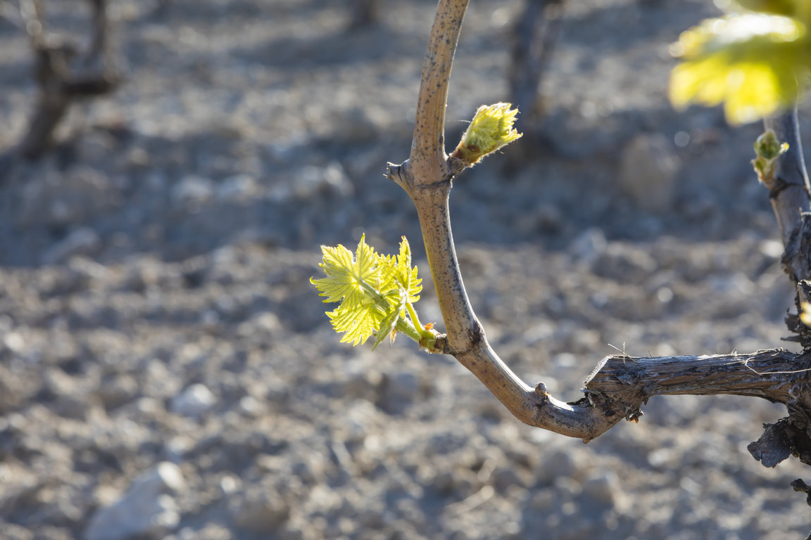 TVSViñedosMayoJunio_01