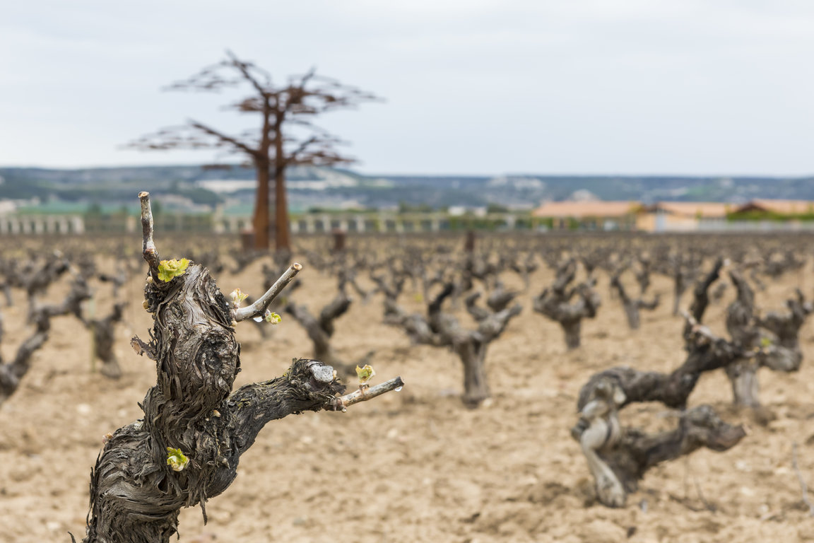 TVSViñedosMayoJunio_12