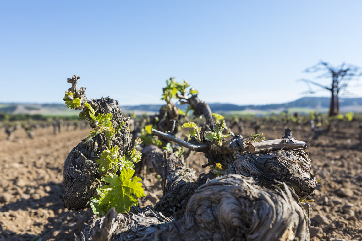 TVSViñedosMayoJunio_15