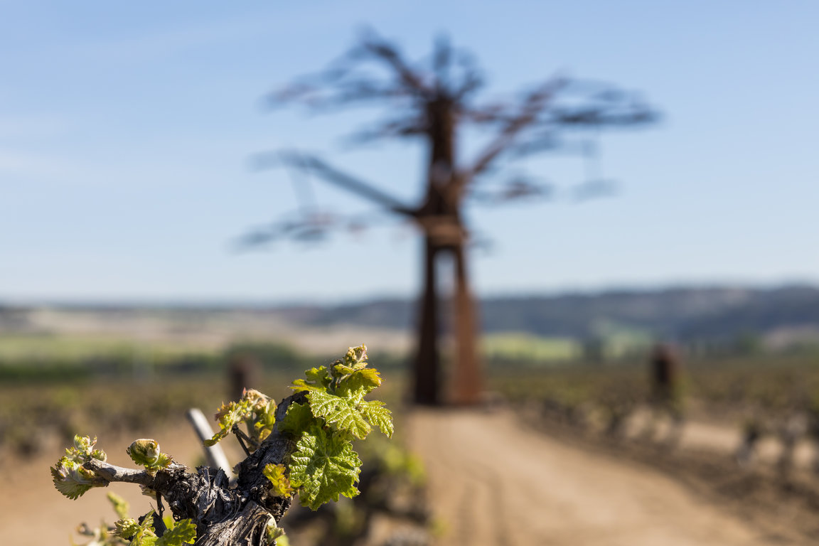 TVSViñedosMayoJunio_21