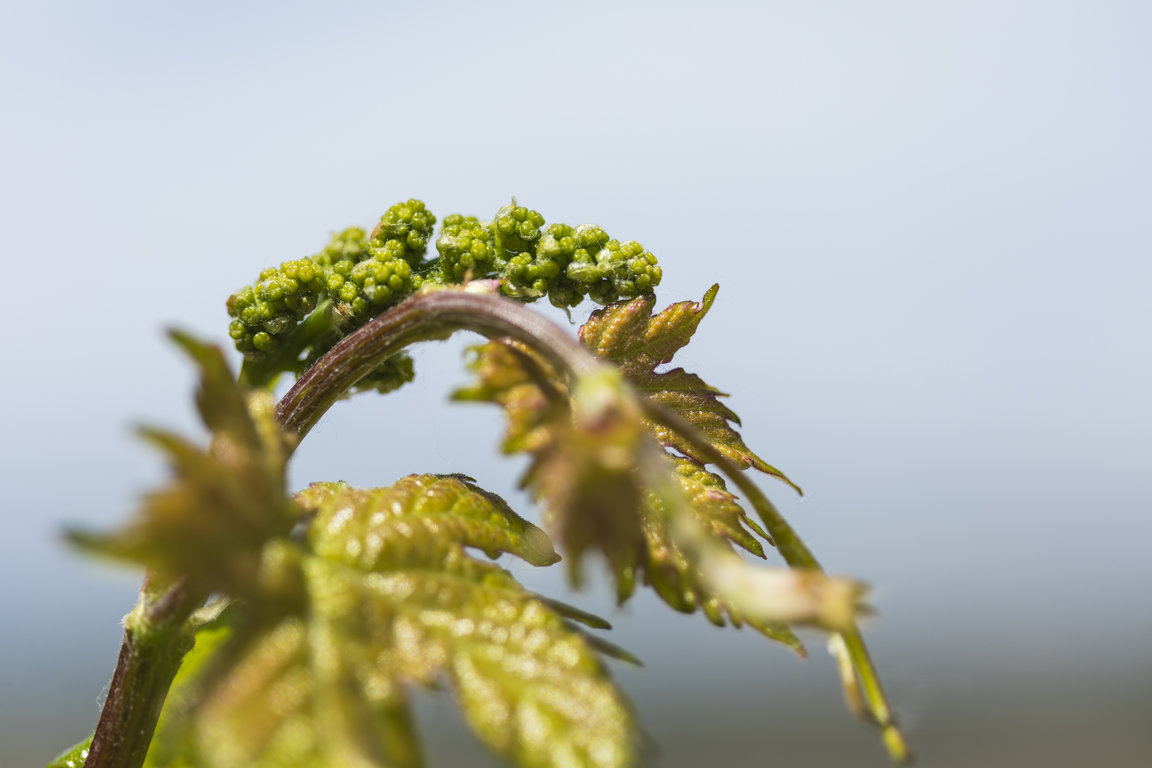 TVSViñedosMayoJunio_22