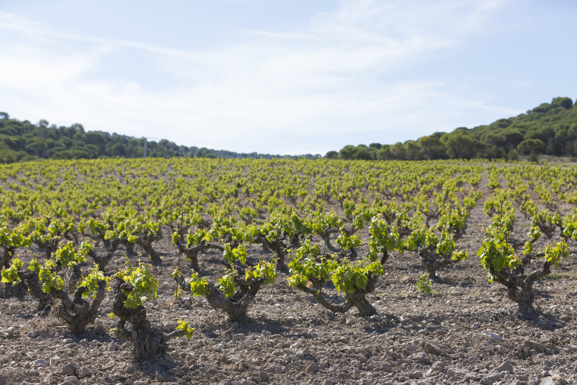 TVSViñedosMayoJunio_26