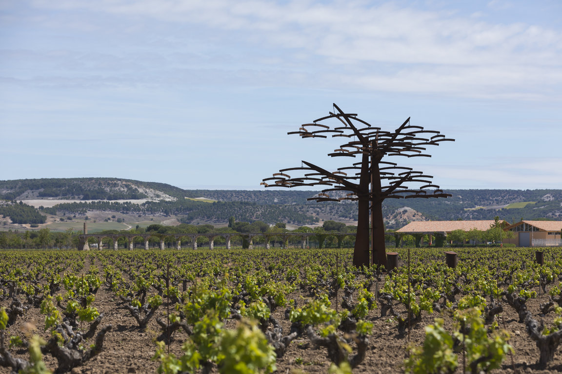 TVSViñedosMayoJunio_41