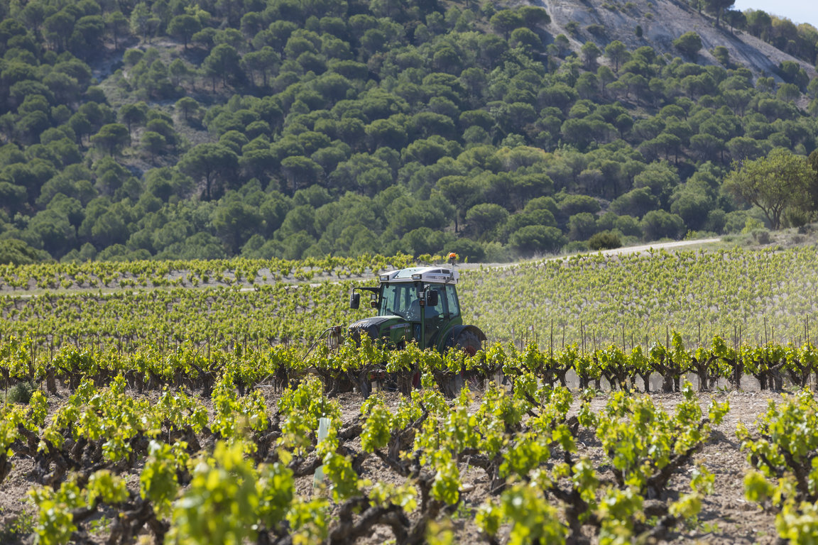 TVSViñedosMayoJunio_34