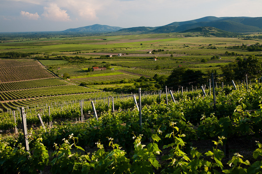 View_from_Budahazi_vineyard