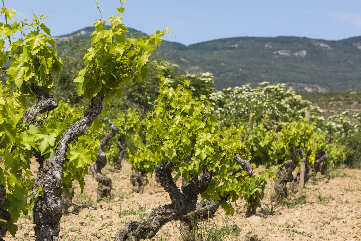 TVS_MacanViñedos_001