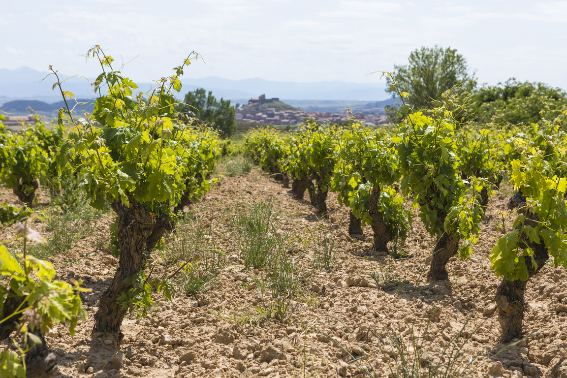 TVS_MacanViñedos_004