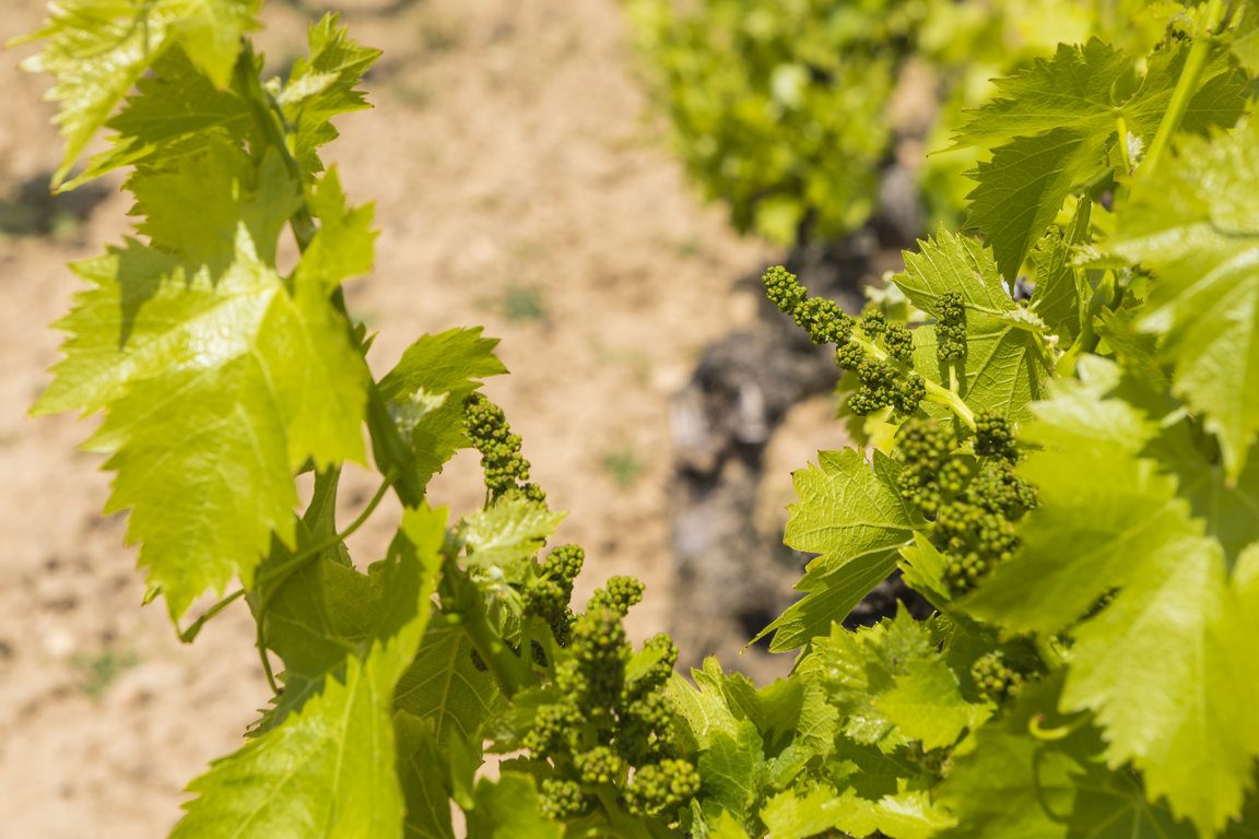 TVS_MacanViñedos_007