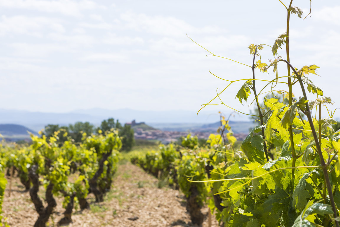 TVS_MacanViñedos_015