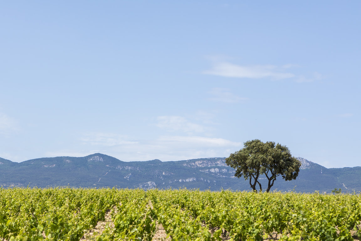 TVS_MacanViñedos_020