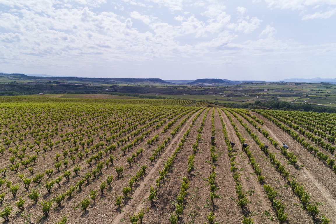 TVS_MacanViñedos_037