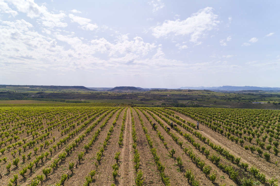 TVS_MacanViñedos_044