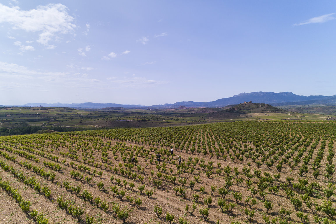 TVS_MacanViñedos_043