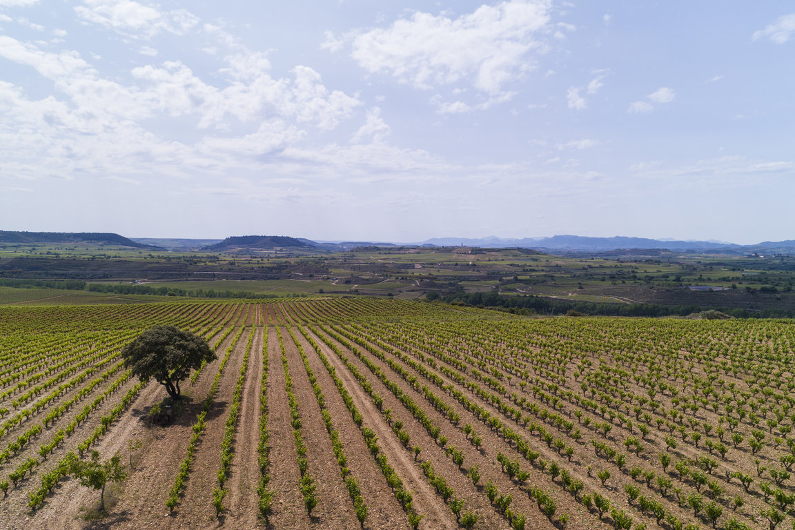 TVS_MacanViñedos_045