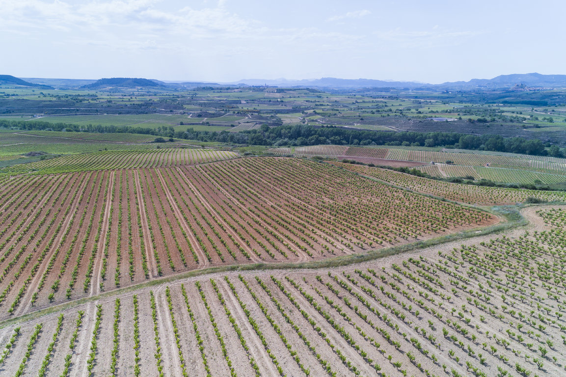 TVS_MacanViñedos_047