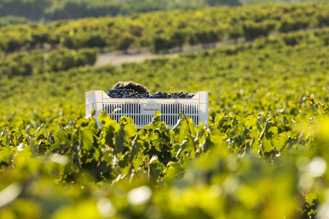 TVS_Vendimia_2019_52