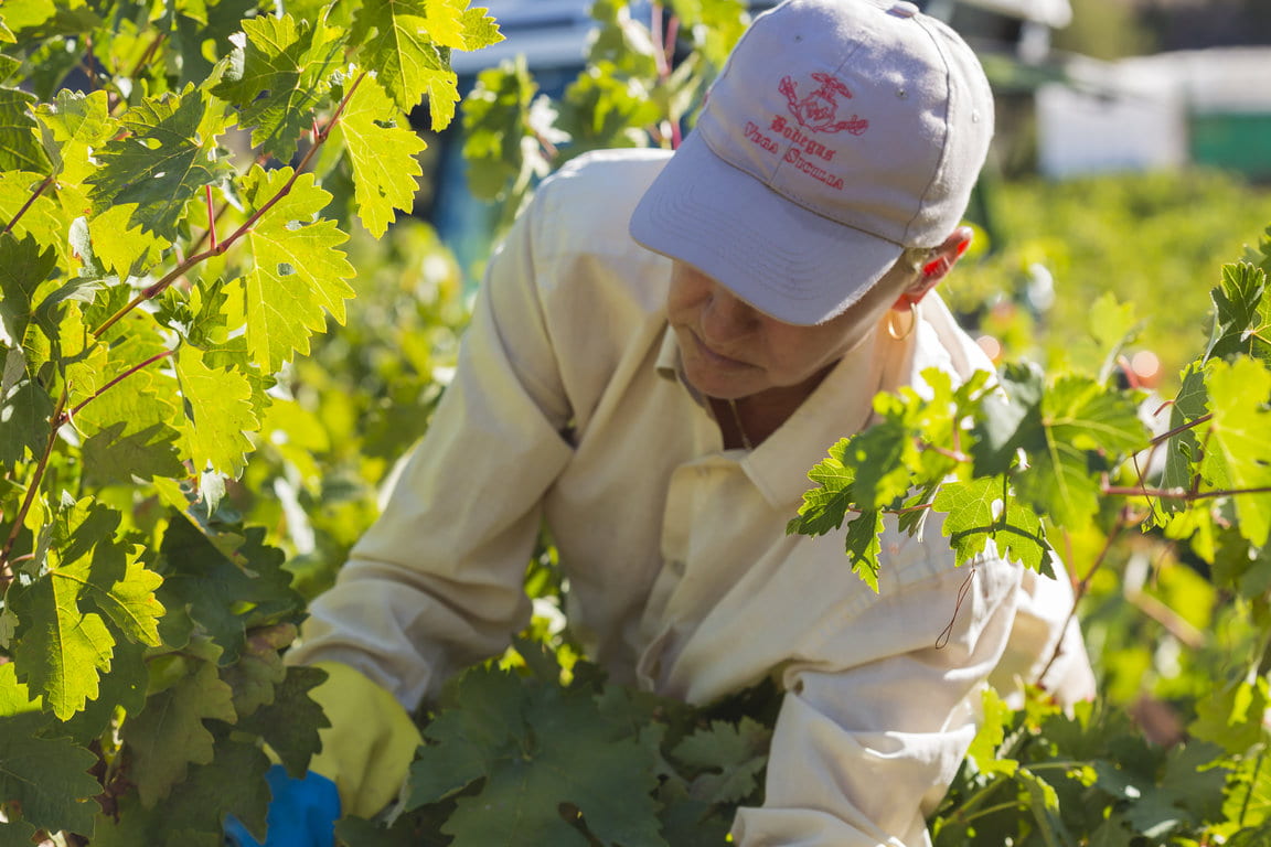 TVS_Vendimia_2019_078