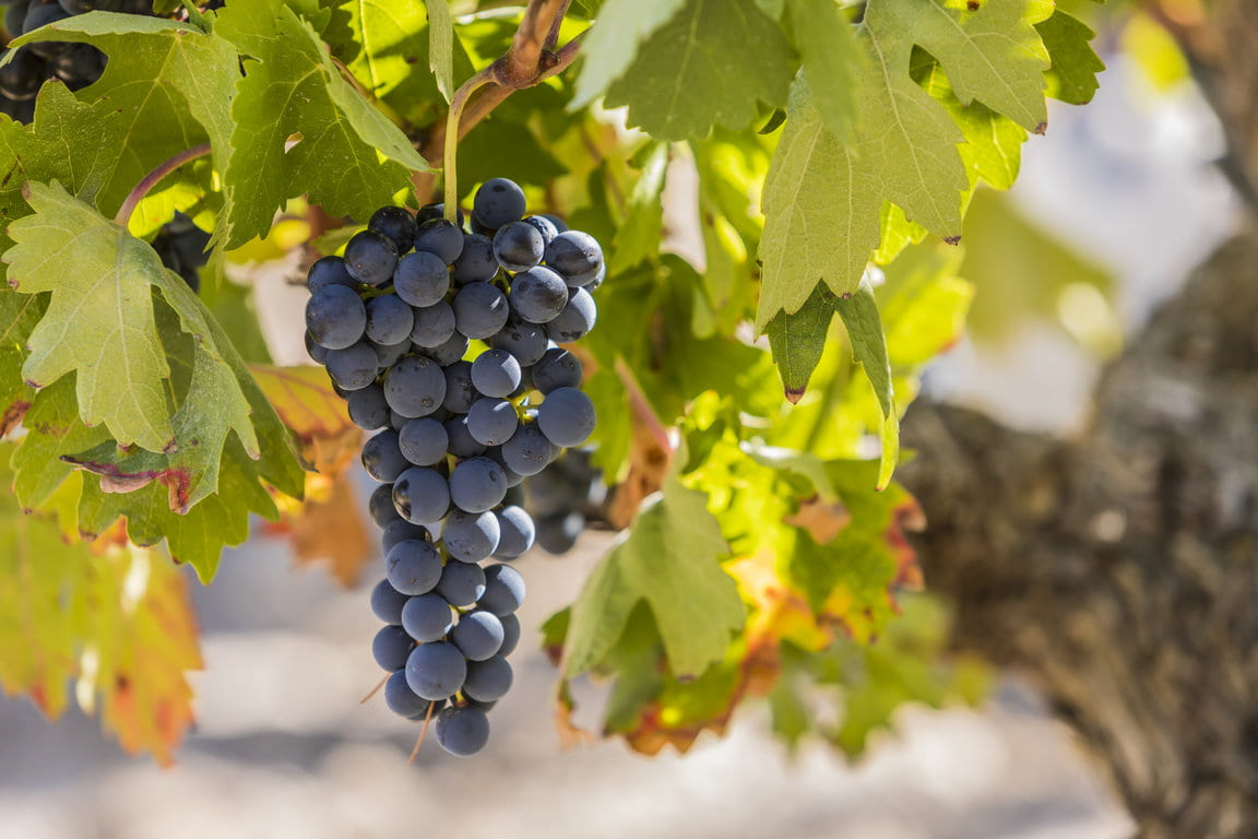 TVS_Vendimia_2019_097