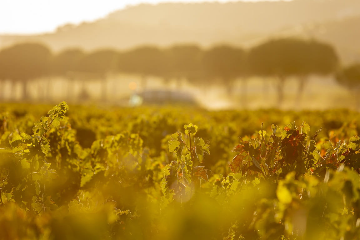 TVS_Vendimia_2019_117