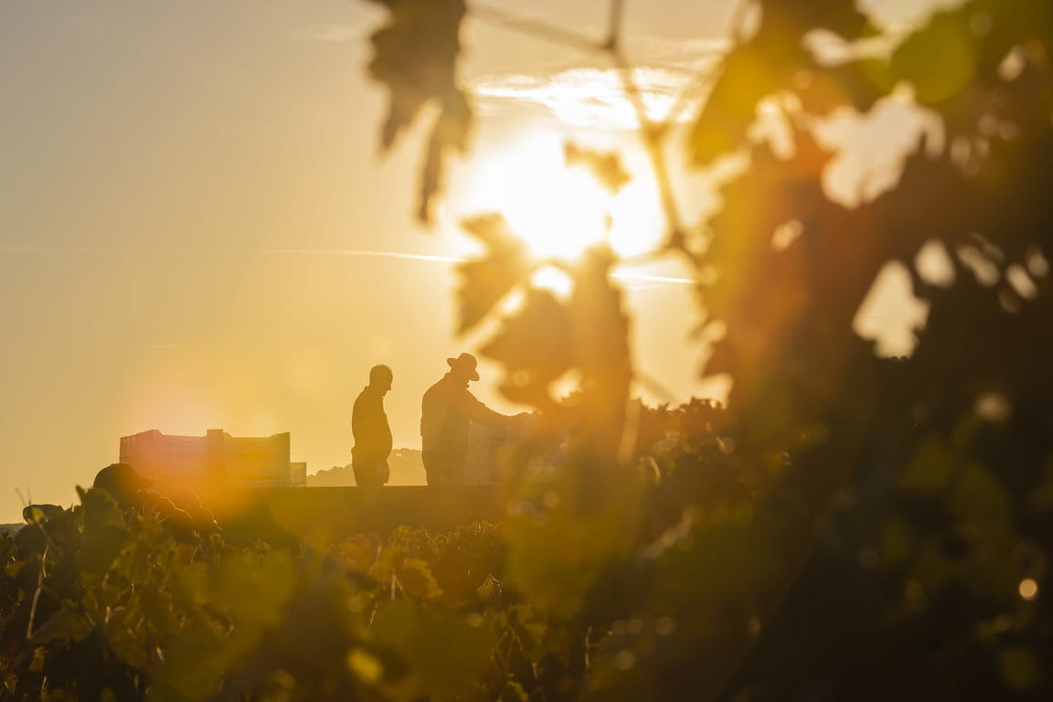 TVS_Vendimia_2019_113