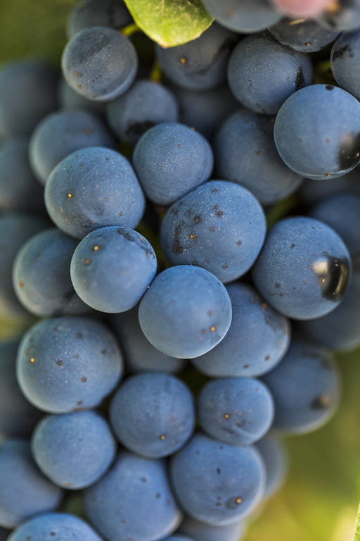 TVS_Viñedo_Septiembre_46