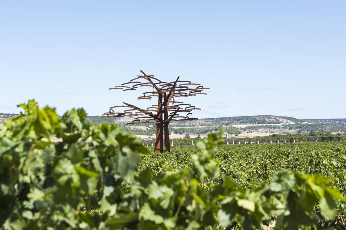 TVS_Viñedo_Septiembre_49