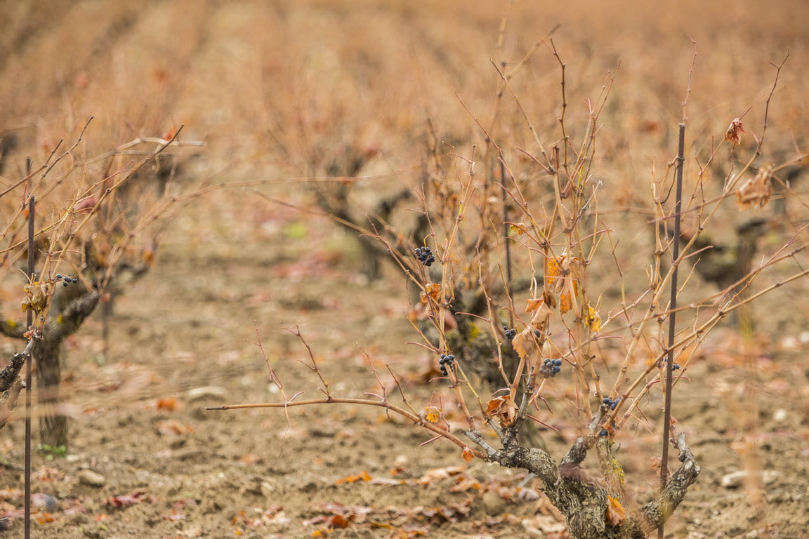 TVS_Viñedos_Noviembre_58