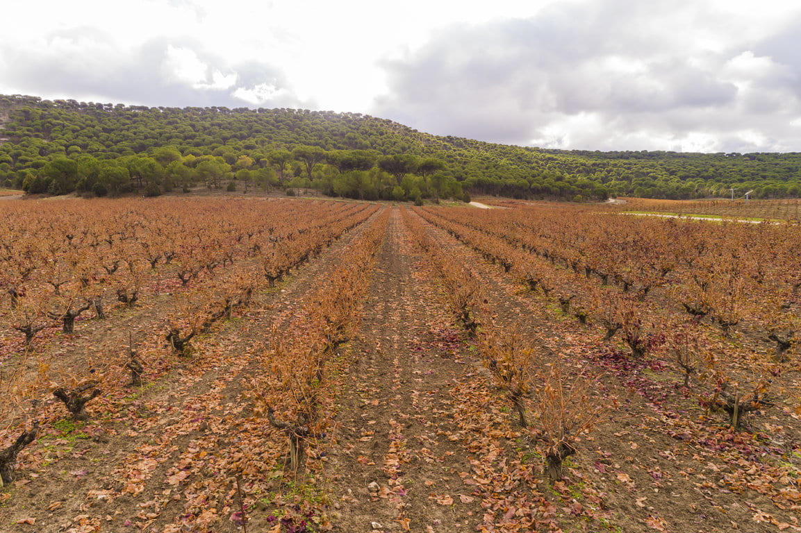 TVS_Viñedos_Noviembre_11