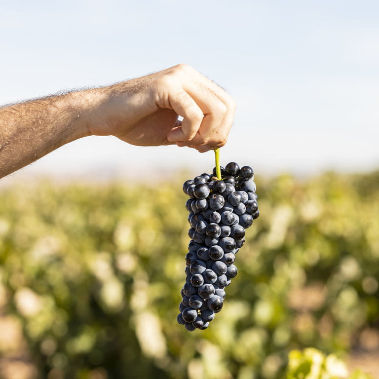 Alion_Vendimia2019_02