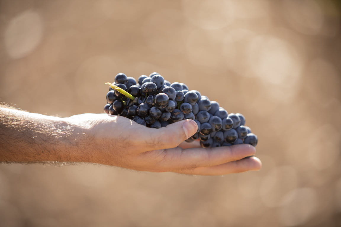 Alion_Vendimia2019_04