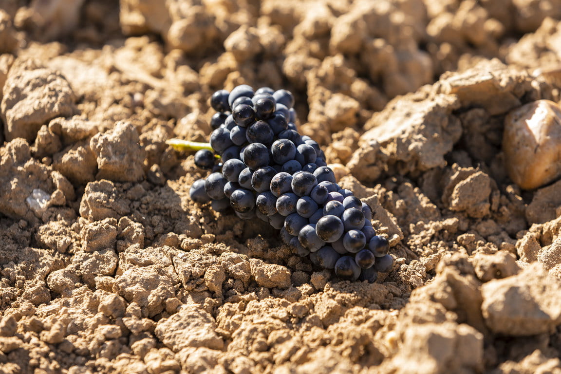 Alion_Vendimia2019_08