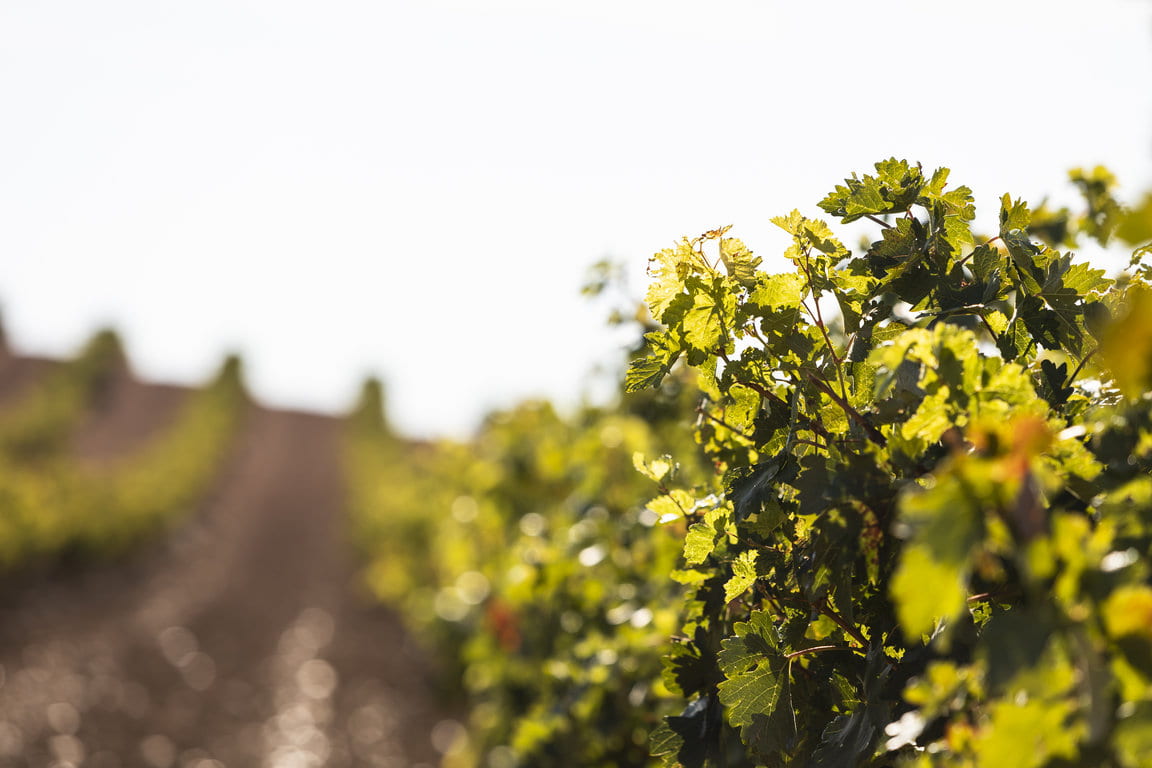 Alion_Vendimia2019_10