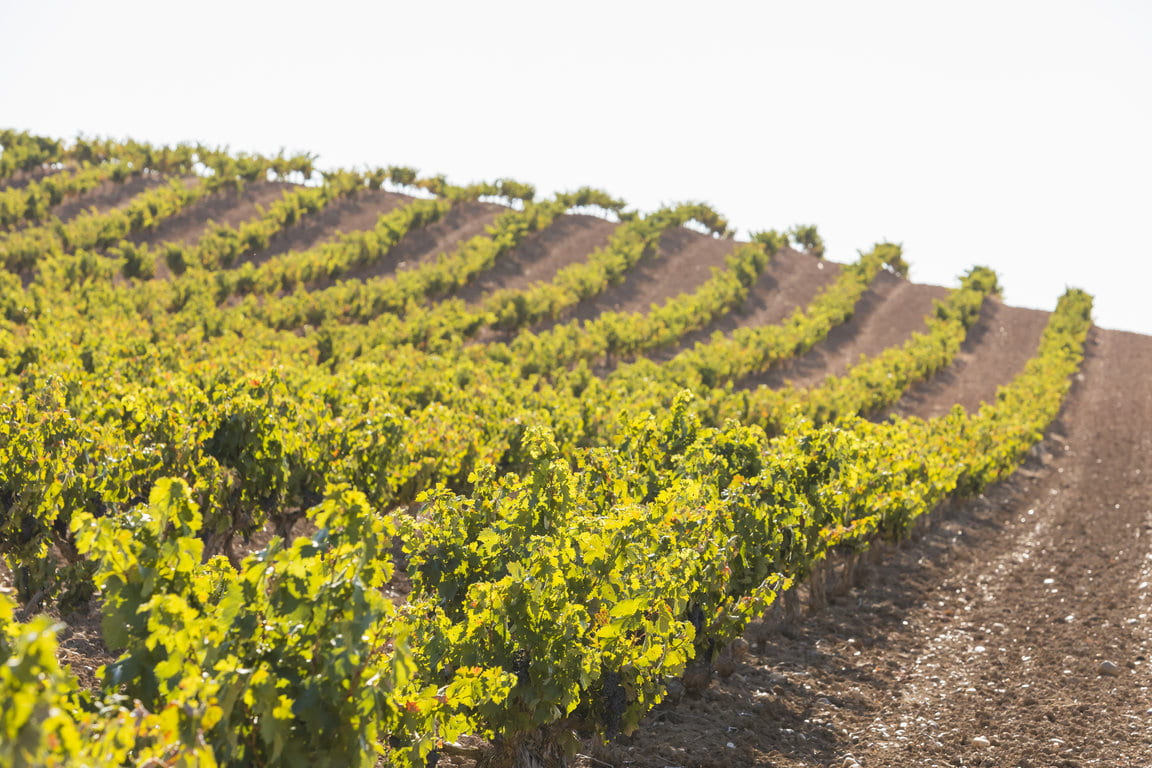 Alion_Vendimia2019_57