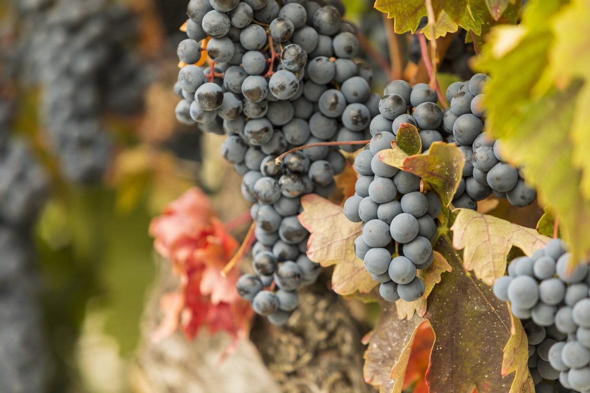 Alion_Vendimia2019_101